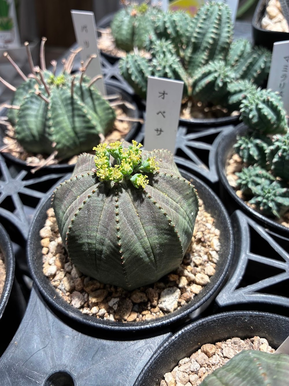 東京でエケベリアがたくさん並ぶ無人販売店|多肉植物専門店リュミエール葛飾店_20260719