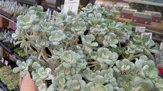東京でエケベリアがたくさん並ぶ無人販売店|多肉植物専門店リュミエール葛飾店_20260720