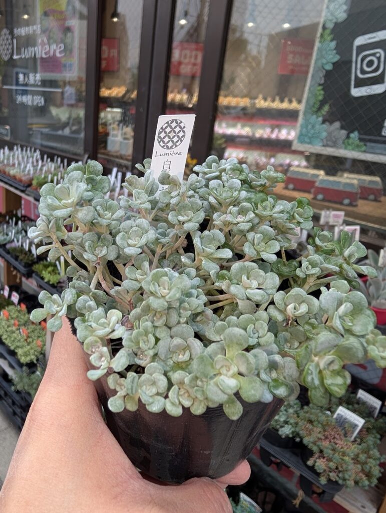 ✨️白雪ミセバヤ✨️名前だけでも涼しい苗を😁 | 多肉植物専門店Lumiere