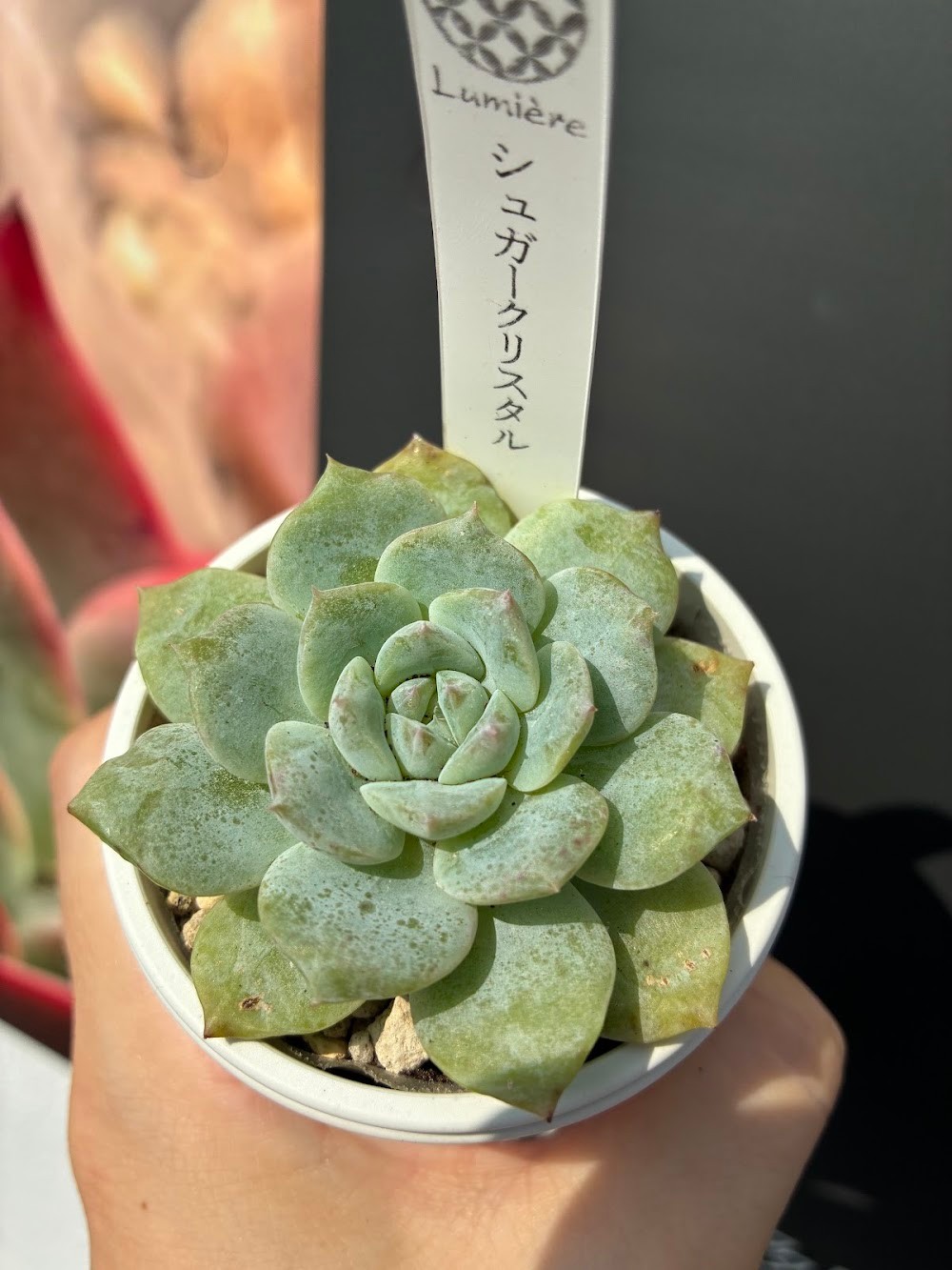 東京でエケベリアがたくさん並ぶ無人販売店|多肉植物専門店リュミエール葛飾店_20260722