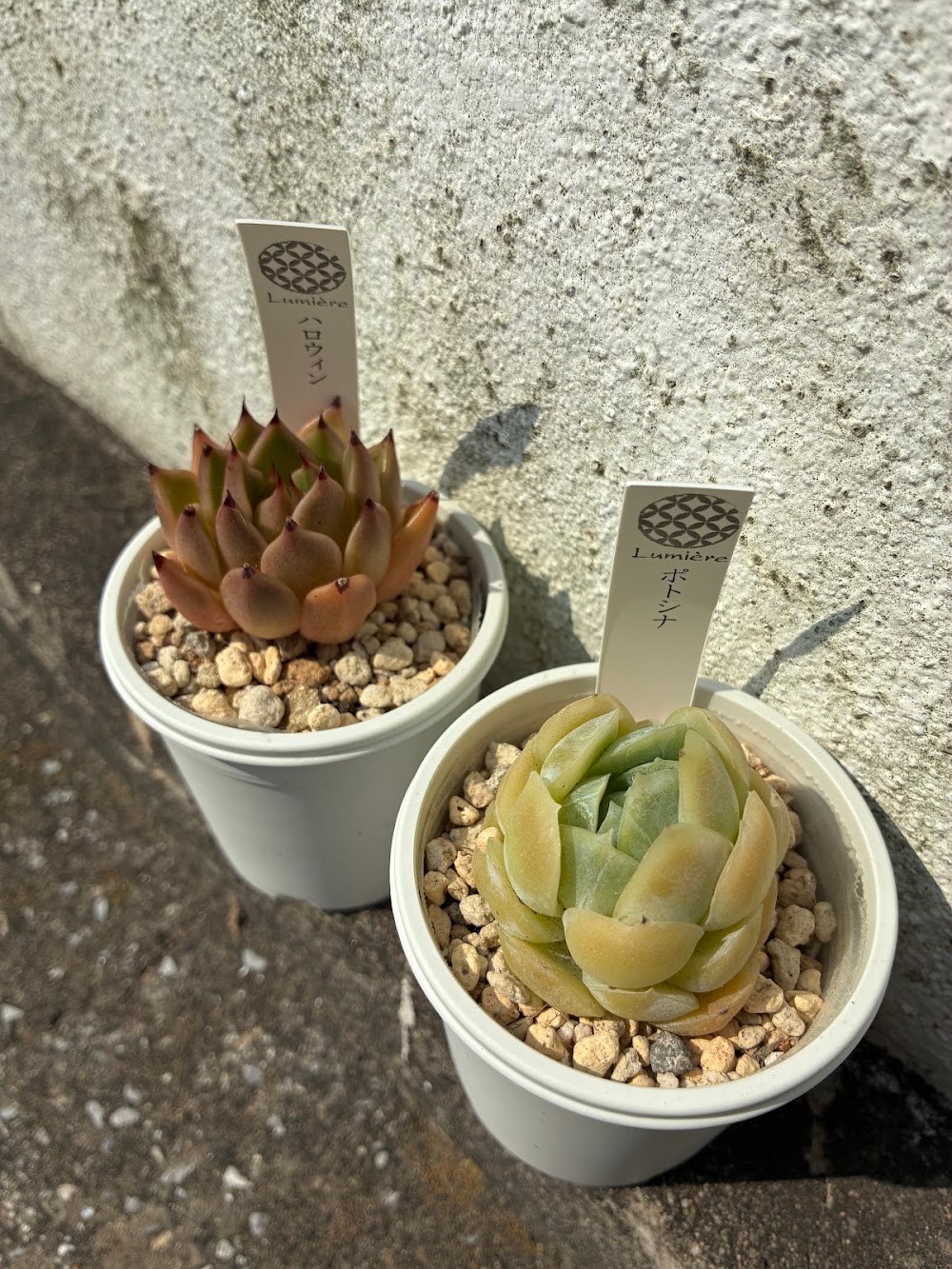 東京でエケベリアがたくさん並ぶ無人販売店|多肉植物専門店リュミエール葛飾店_20260722