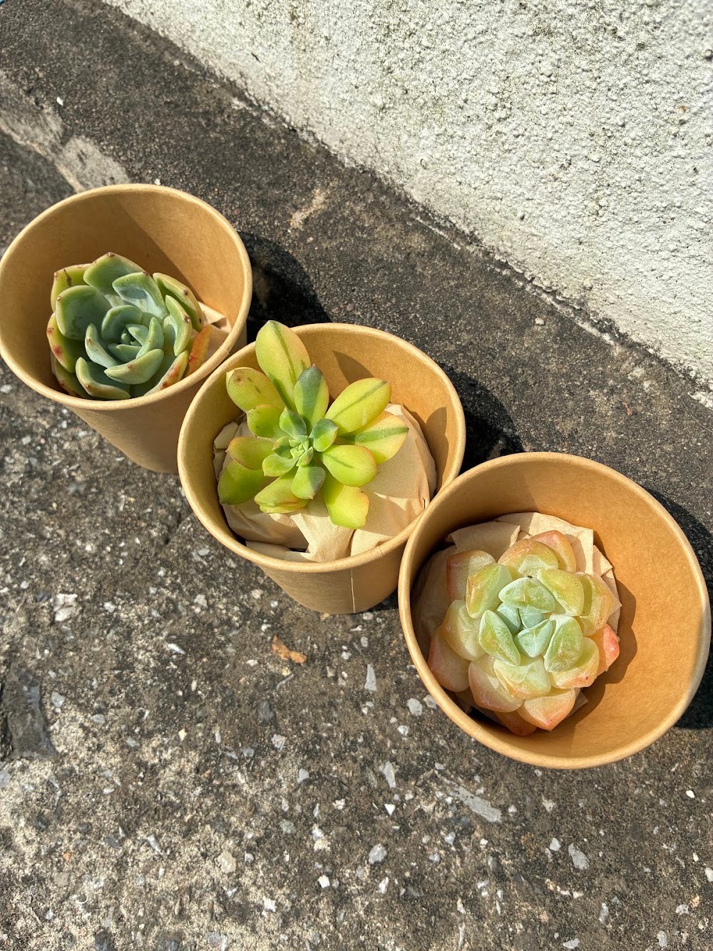 東京でエケベリアがたくさん並ぶ無人販売店|多肉植物専門店リュミエール葛飾店_20260722