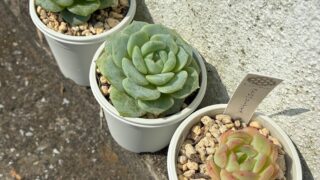 東京でエケベリアがたくさん並ぶ無人販売店|多肉植物専門店リュミエール葛飾店_20260722