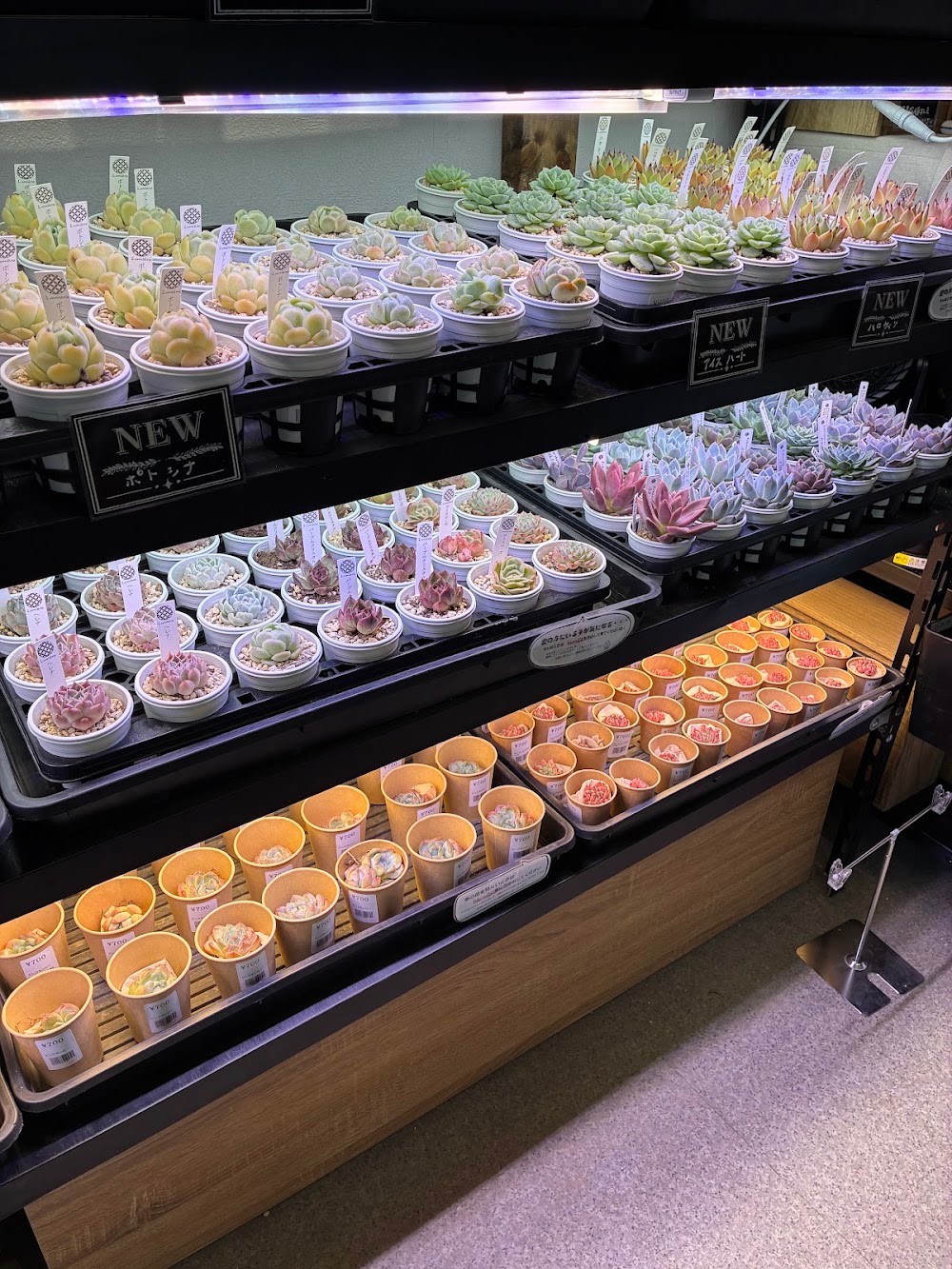 東京でエケベリアがたくさん並ぶ無人販売店|多肉植物専門店リュミエール葛飾店_20260722