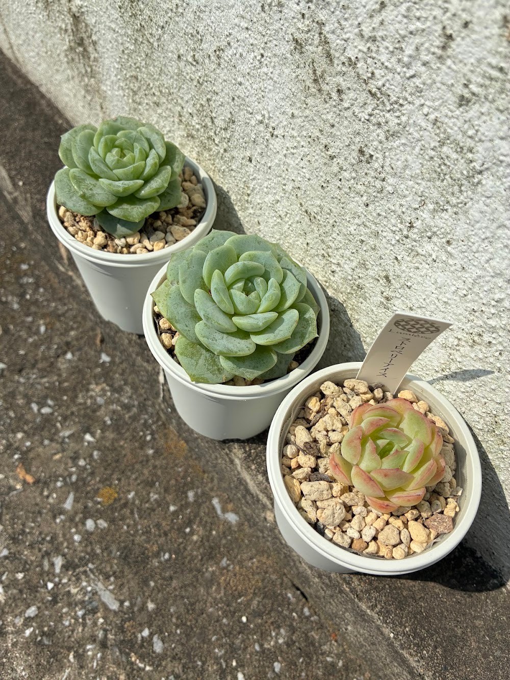 東京でエケベリアがたくさん並ぶ無人販売店|多肉植物専門店リュミエール葛飾店_20260722