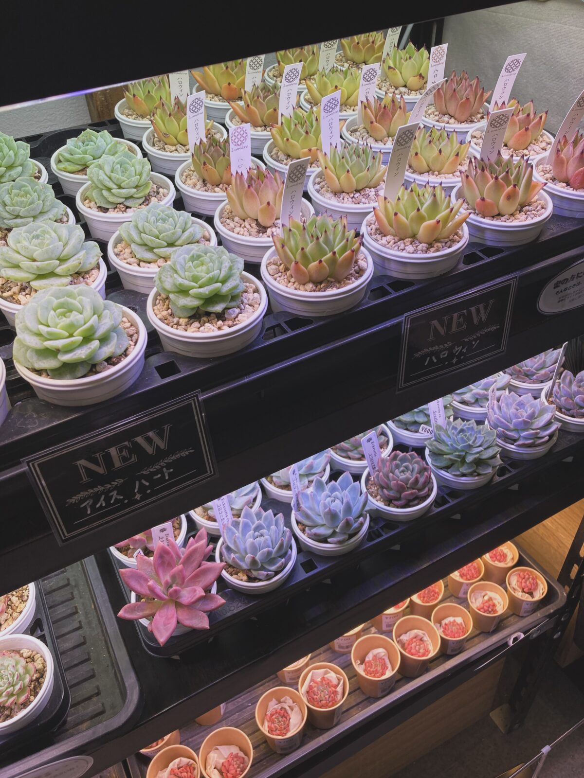 東京でエケベリアがたくさん並ぶ無人販売店|多肉植物専門店リュミエール葛飾店_20260723