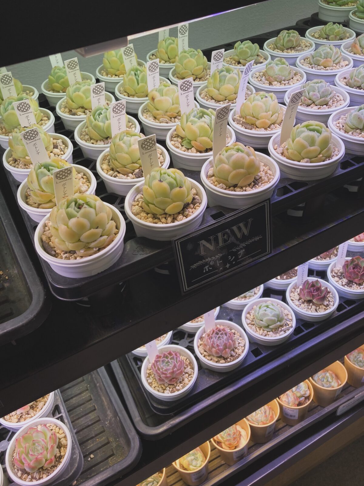 東京でエケベリアがたくさん並ぶ無人販売店|多肉植物専門店リュミエール葛飾店_20260723