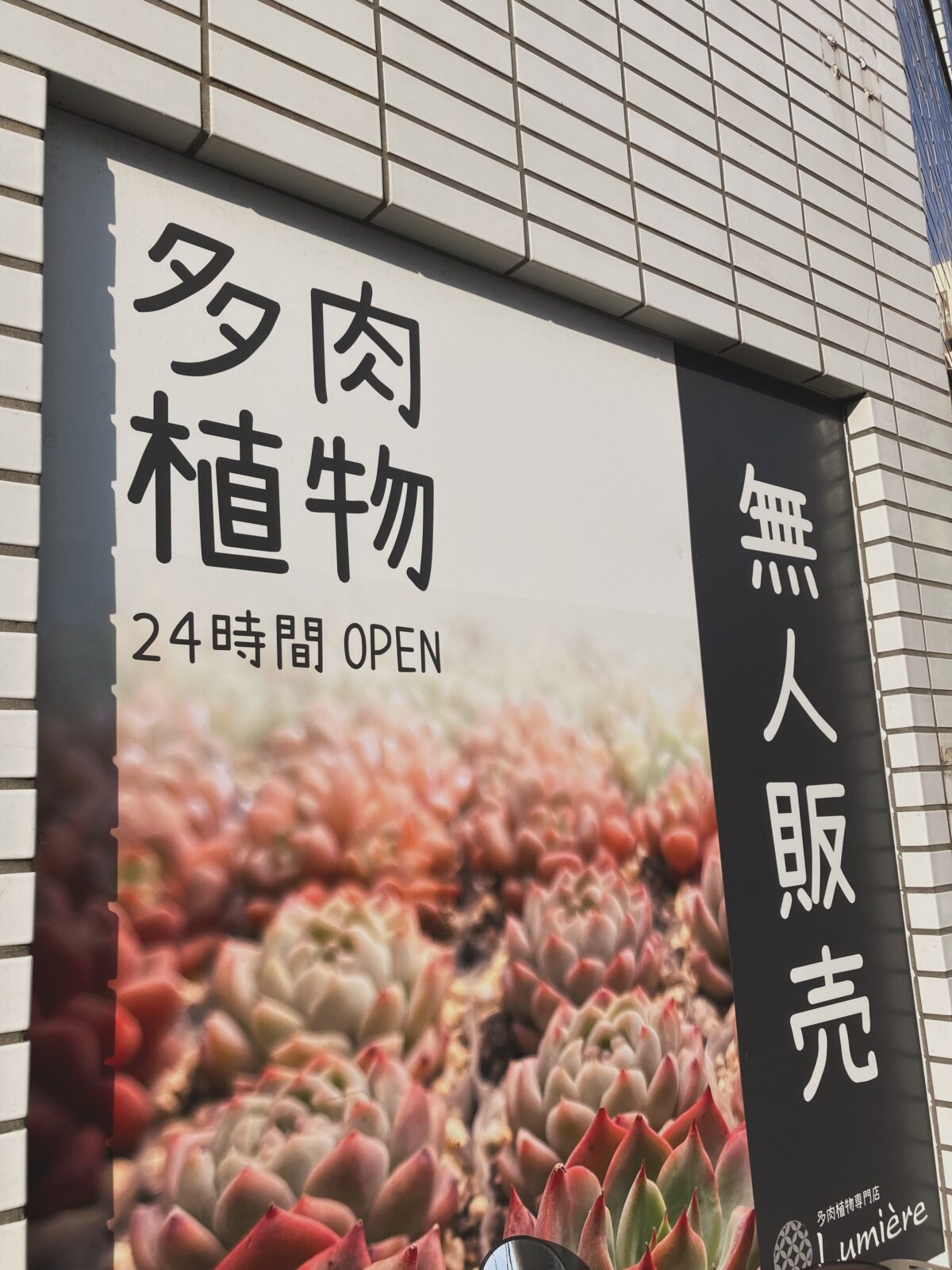 東京でエケベリアがたくさん並ぶ無人販売店|多肉植物専門店リュミエール葛飾店_20260723