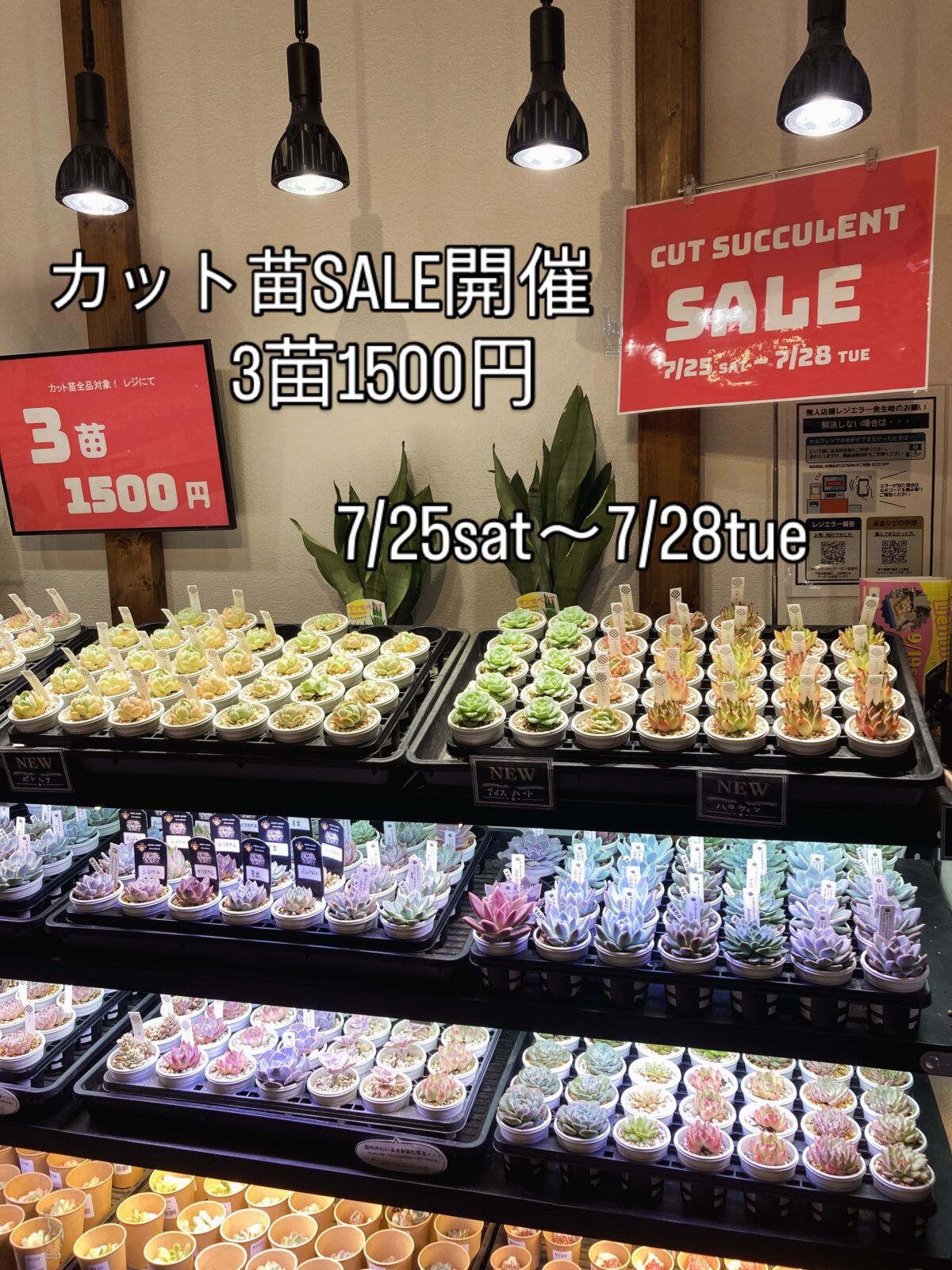 東京でエケベリアがたくさん並ぶ無人販売店|多肉植物専門店リュミエール葛飾店_20260724