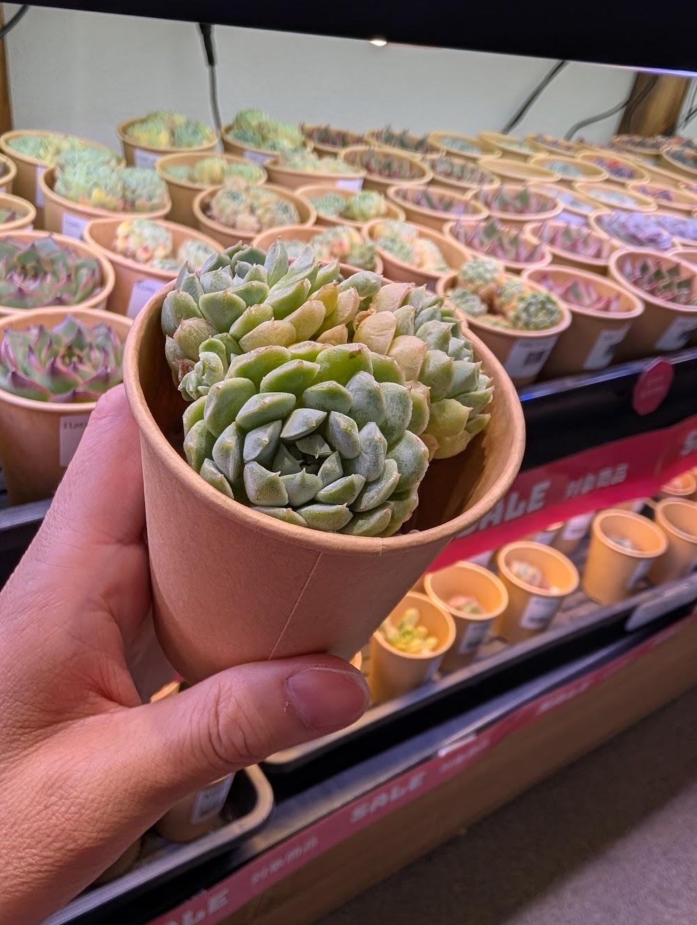 東京でエケベリアがたくさん並ぶ無人販売店|多肉植物専門店リュミエール葛飾店_20260725