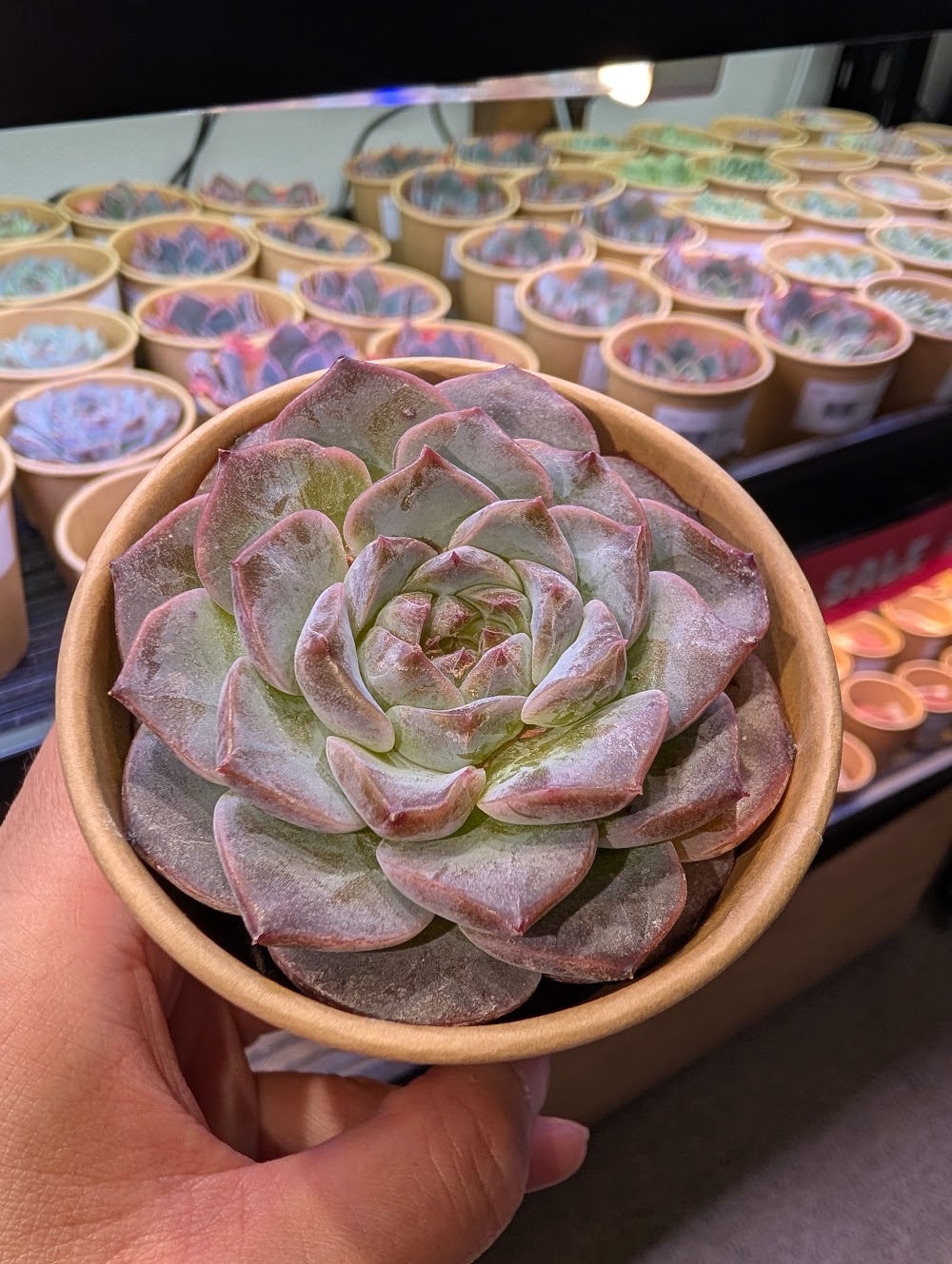 東京でエケベリアがたくさん並ぶ無人販売店|多肉植物専門店リュミエール葛飾店_20260725