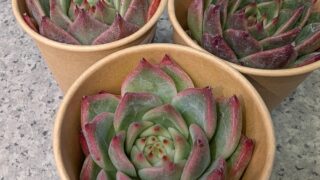 東京でエケベリアがたくさん並ぶ無人販売店|多肉植物専門店リュミエール葛飾店_20260725