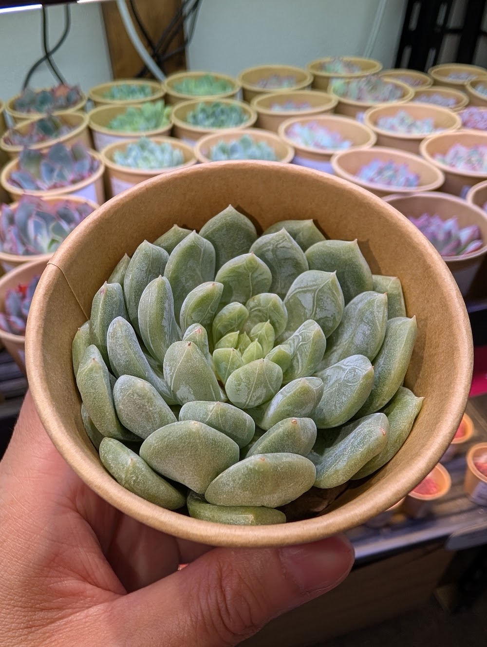 東京でエケベリアがたくさん並ぶ無人販売店|多肉植物専門店リュミエール葛飾店_20260725