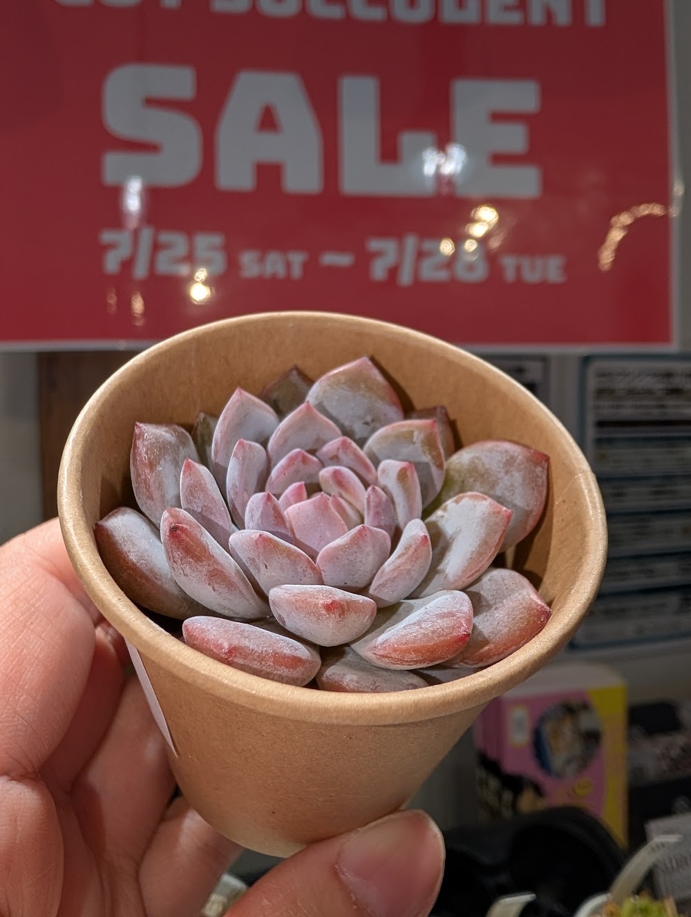 東京でエケベリアがたくさん並ぶ無人販売店|多肉植物専門店リュミエール葛飾店_20260725