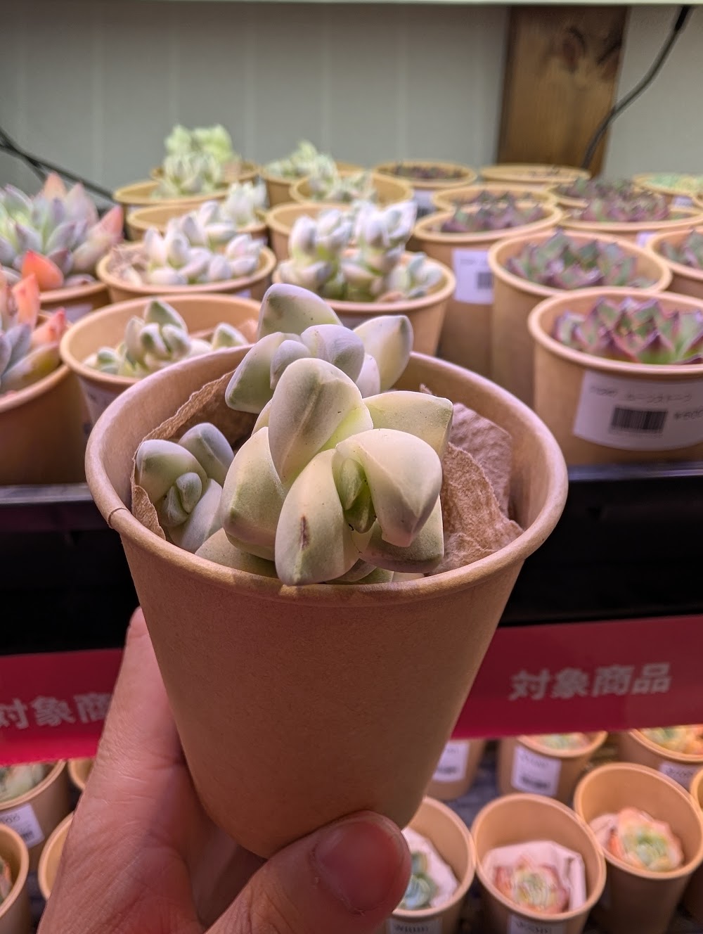 東京でエケベリアがたくさん並ぶ無人販売店|多肉植物専門店リュミエール葛飾店_20260725