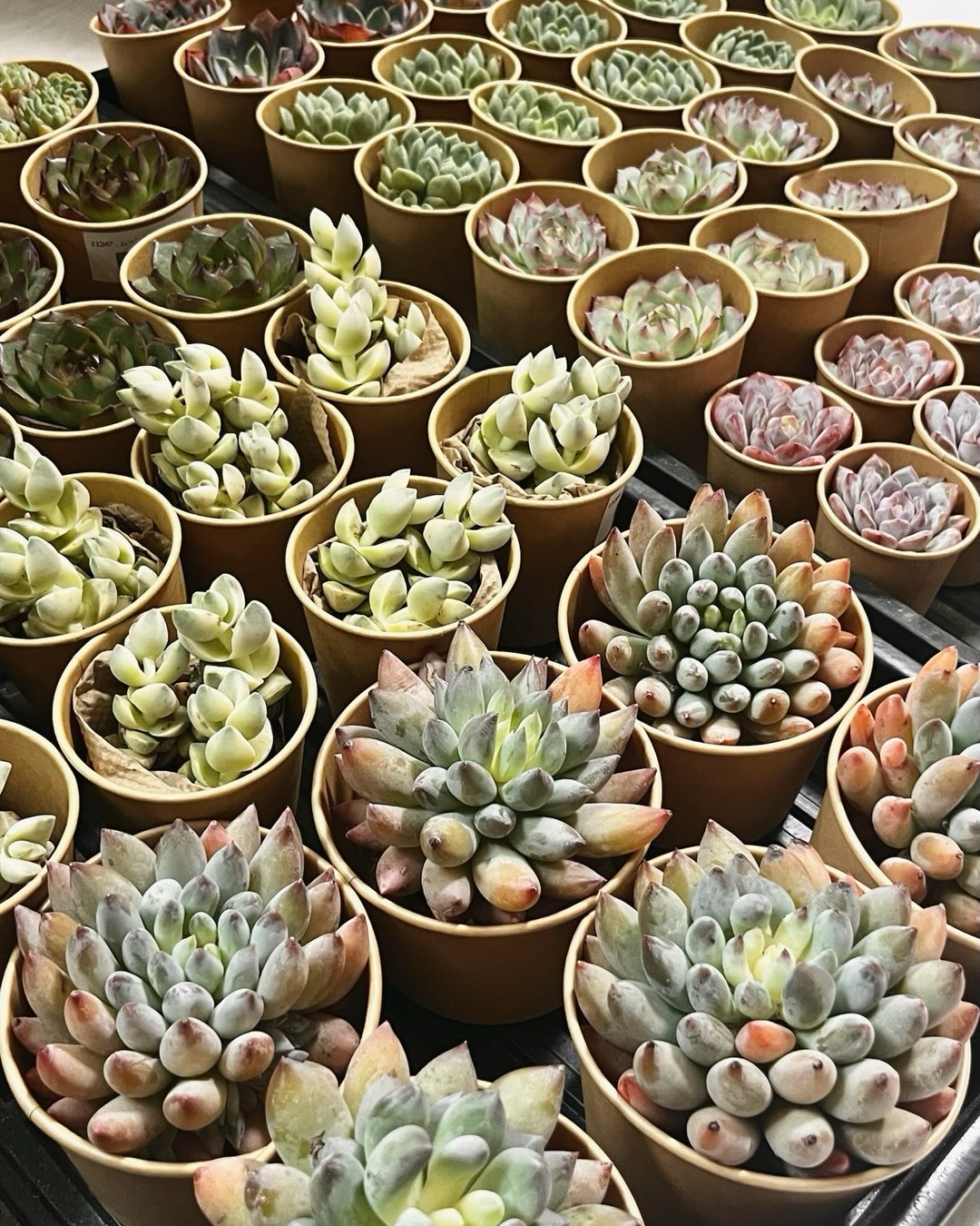東京でエケベリアがたくさん並ぶ無人販売店|多肉植物専門店リュミエール葛飾店_20260726