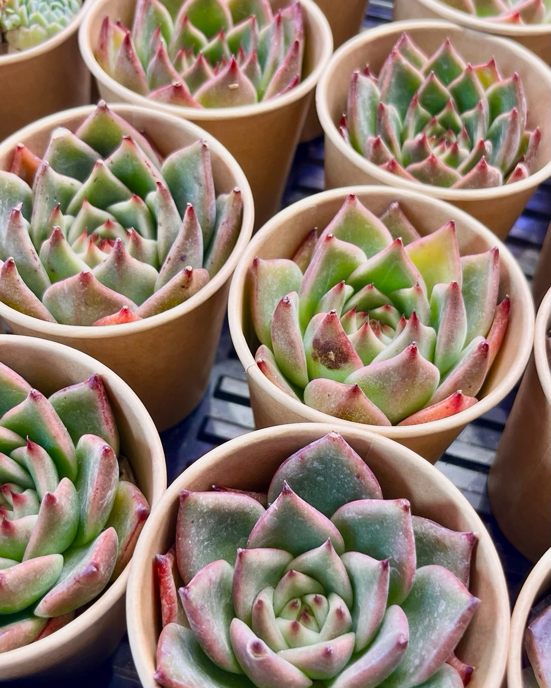 東京でエケベリアがたくさん並ぶ無人販売店|多肉植物専門店リュミエール葛飾店_20260726