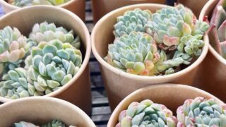 東京でエケベリアがたくさん並ぶ無人販売店|多肉植物専門店リュミエール葛飾店_20260726
