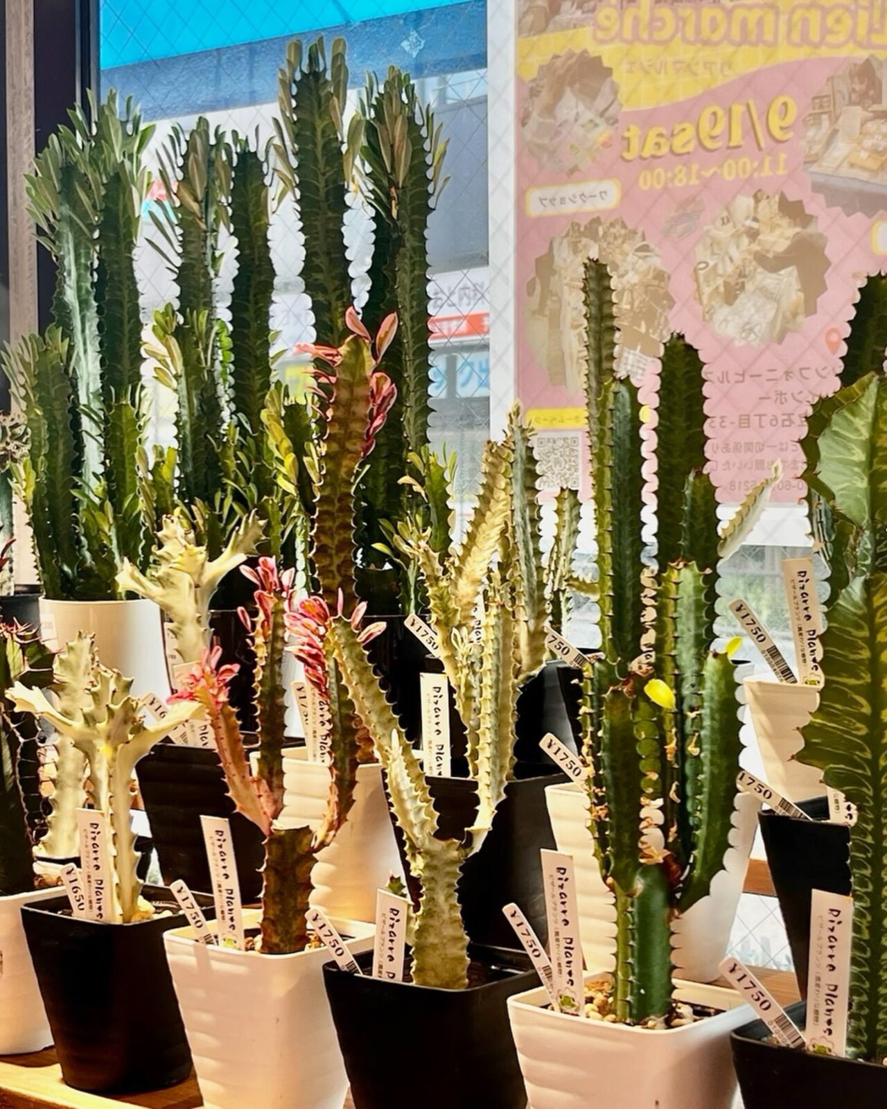 東京でエケベリアがたくさん並ぶ無人販売店|多肉植物専門店リュミエール葛飾店_20260727