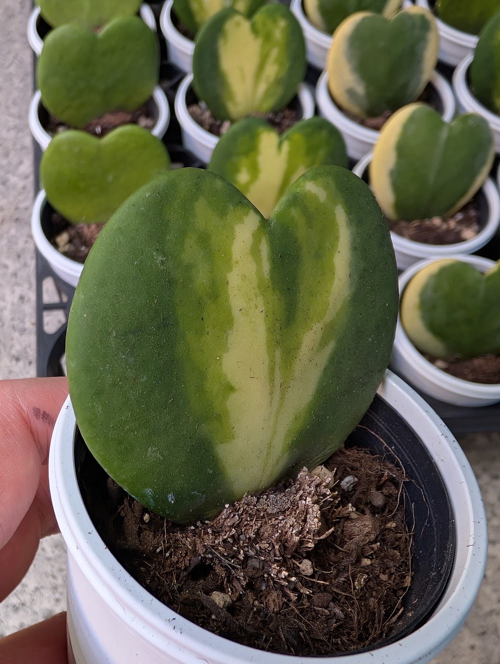 東京でエケベリアがたくさん並ぶ無人販売店|多肉植物専門店リュミエール葛飾店_20260729