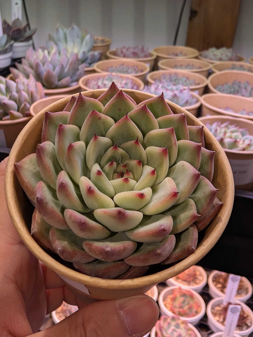 東京でエケベリアがたくさん並ぶ無人販売店|多肉植物専門店リュミエール葛飾店_20260729