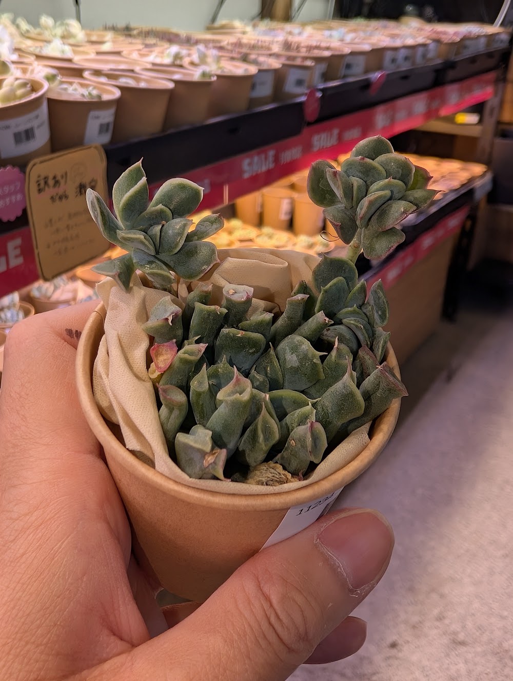 東京でエケベリアがたくさん並ぶ無人販売店|多肉植物専門店リュミエール葛飾店_20260729