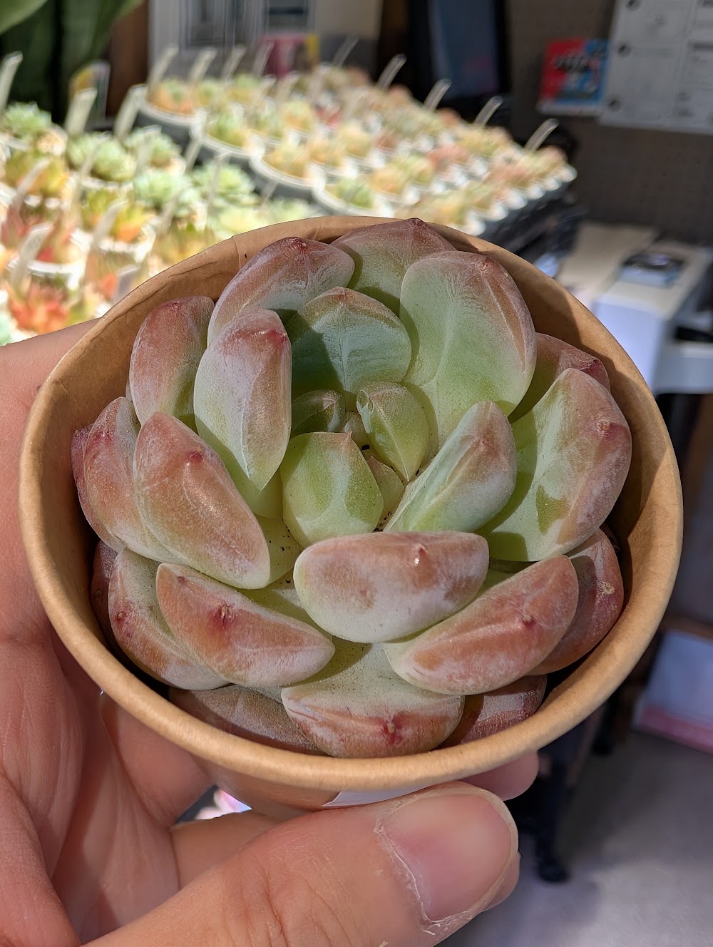 東京でエケベリアがたくさん並ぶ無人販売店|多肉植物専門店リュミエール葛飾店_20260729