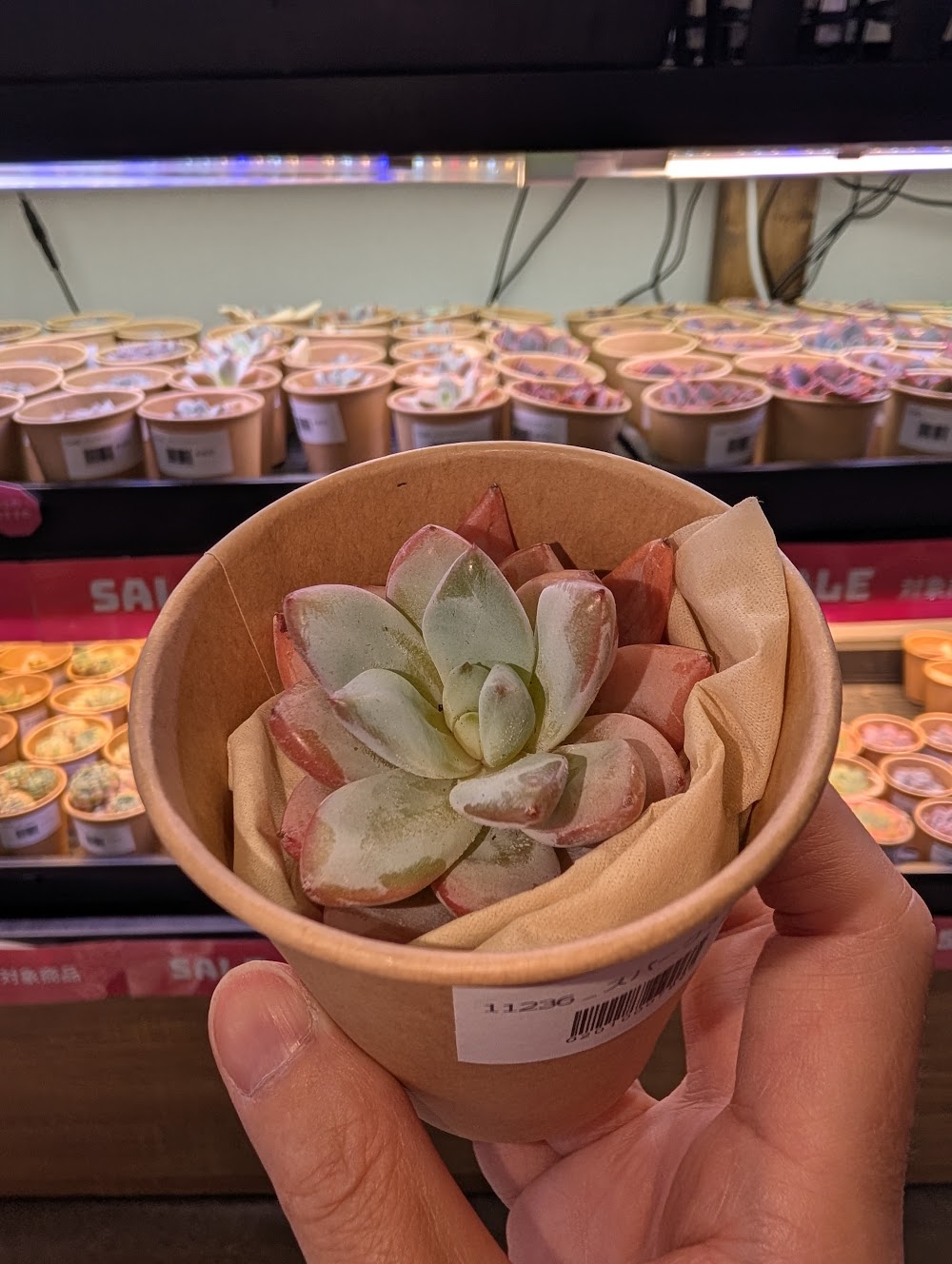 東京でエケベリアがたくさん並ぶ無人販売店|多肉植物専門店リュミエール葛飾店_20260729