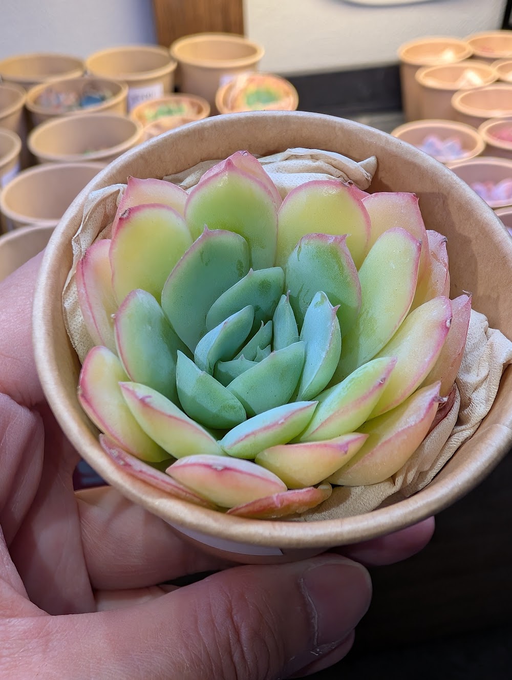 東京でエケベリアがたくさん並ぶ無人販売店|多肉植物専門店リュミエール葛飾店_20260729