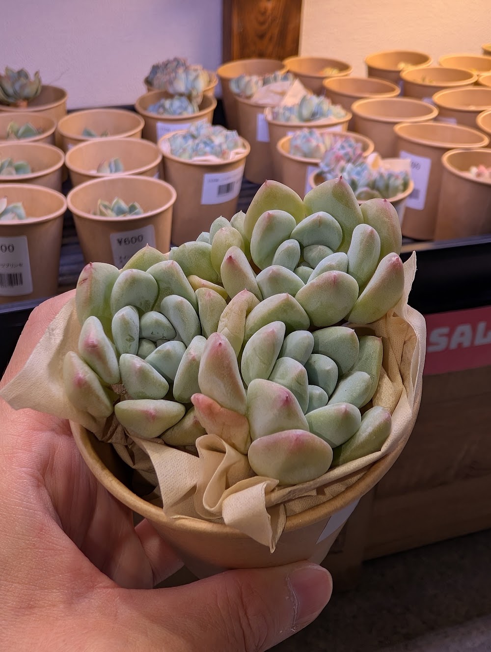 東京でエケベリアがたくさん並ぶ無人販売店|多肉植物専門店リュミエール葛飾店_20260729