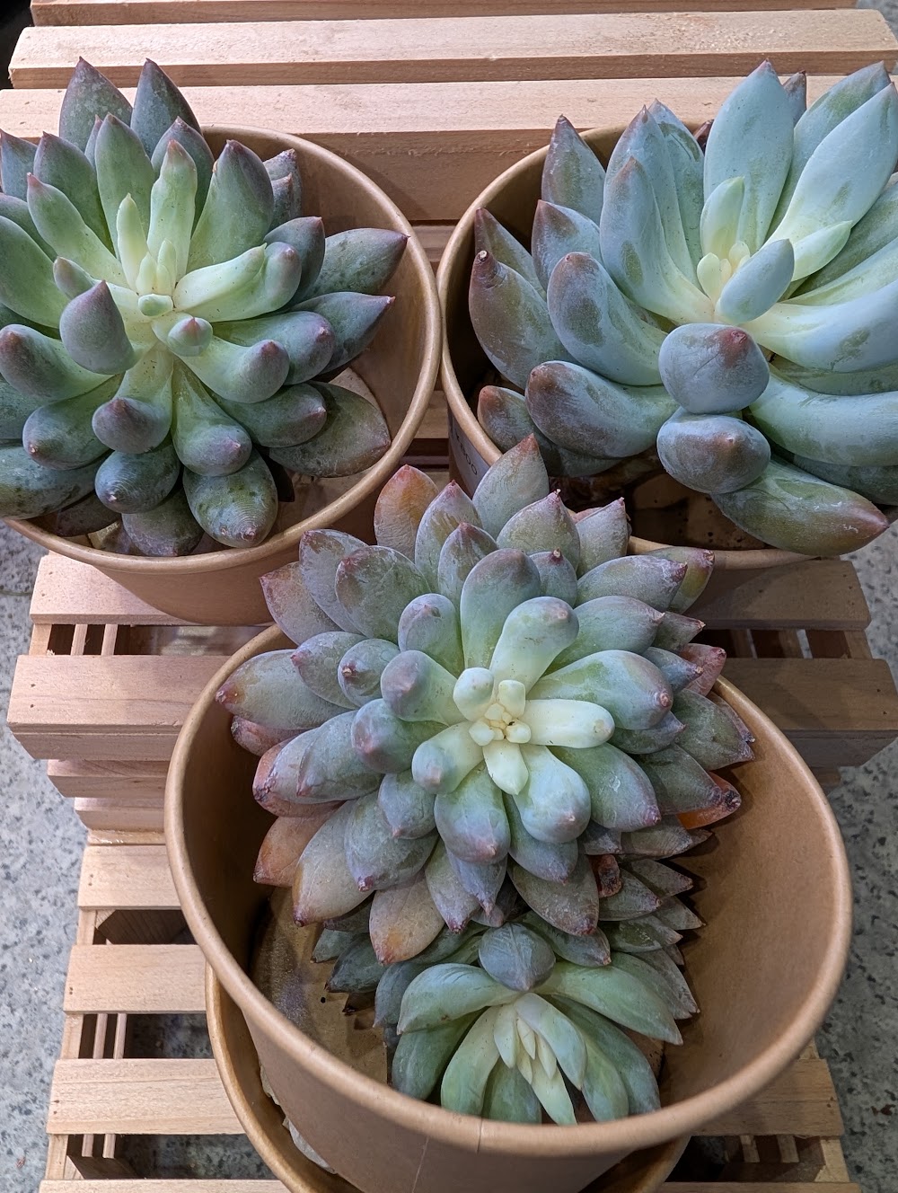 東京でエケベリアがたくさん並ぶ無人販売店|多肉植物専門店リュミエール葛飾店_20260729