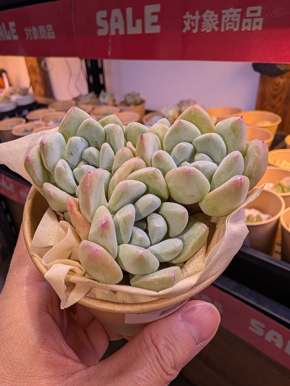 東京でエケベリアがたくさん並ぶ無人販売店|多肉植物専門店リュミエール葛飾店_20260729