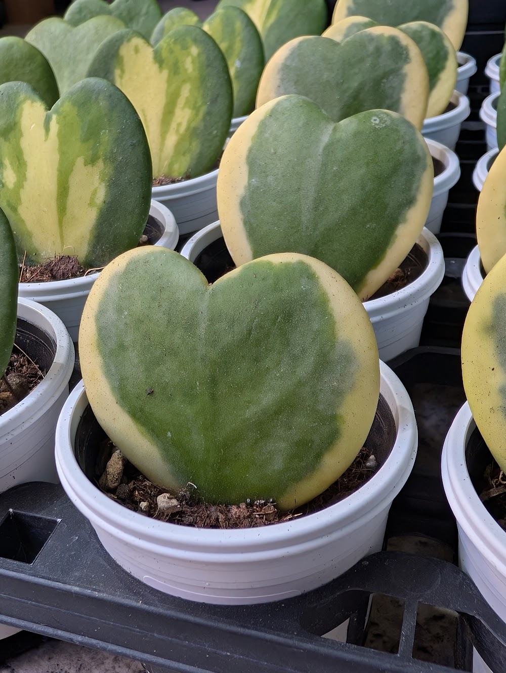 東京でエケベリアがたくさん並ぶ無人販売店|多肉植物専門店リュミエール葛飾店_20260729