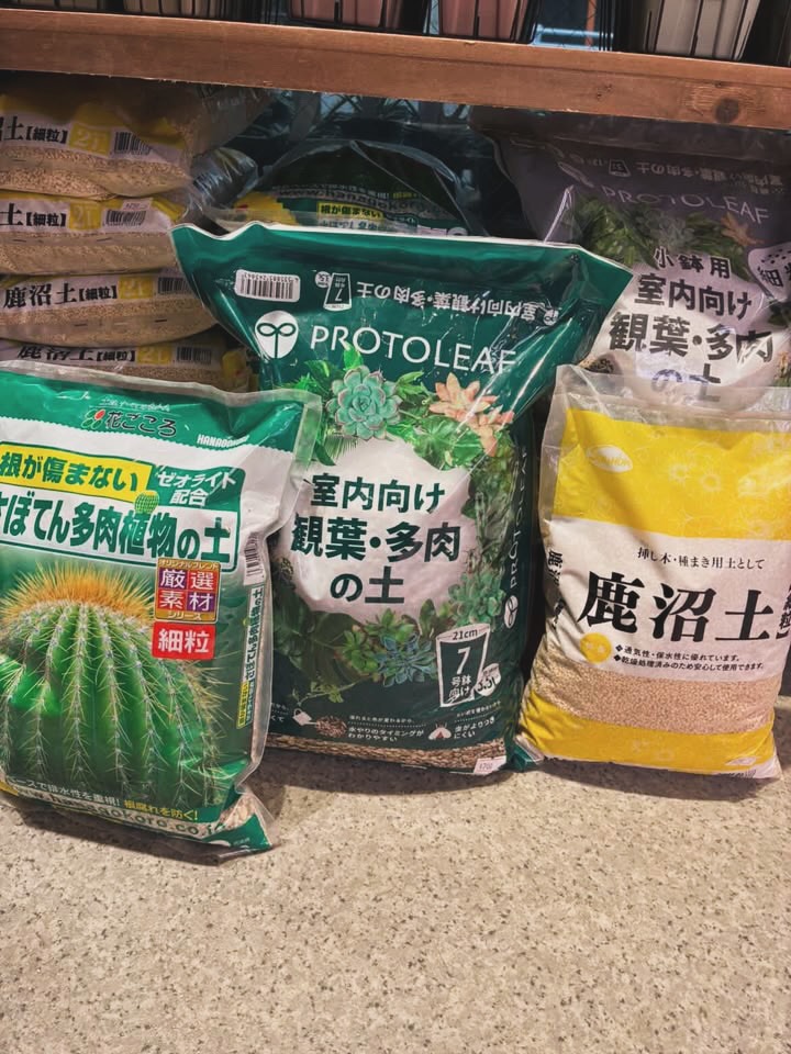 東京でエケベリアがたくさん並ぶ無人販売店|多肉植物専門店リュミエール葛飾店_20260730