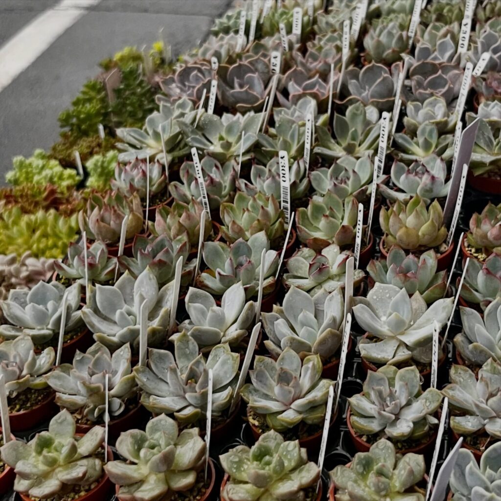 エケベリア・一寸鉢|多肉植物専門店リュミエール 江東区 北砂販売所_20260707