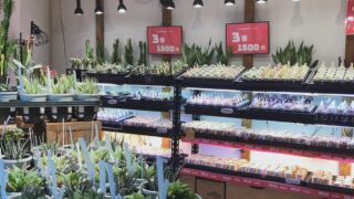 東京でエケベリアがたくさん並ぶ無人販売店|多肉植物専門店リュミエール葛飾店_20260731