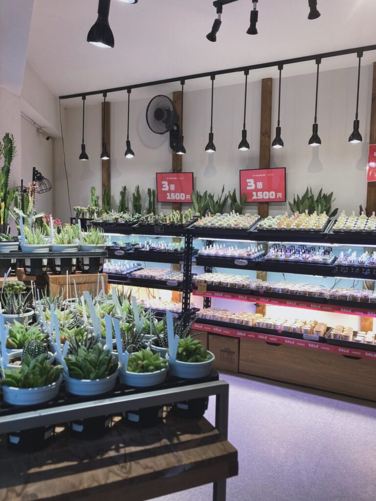 カット苗3苗お買い上げで🌵1500円 SALE‼️開催中 | 多肉植物専門店Lumiere