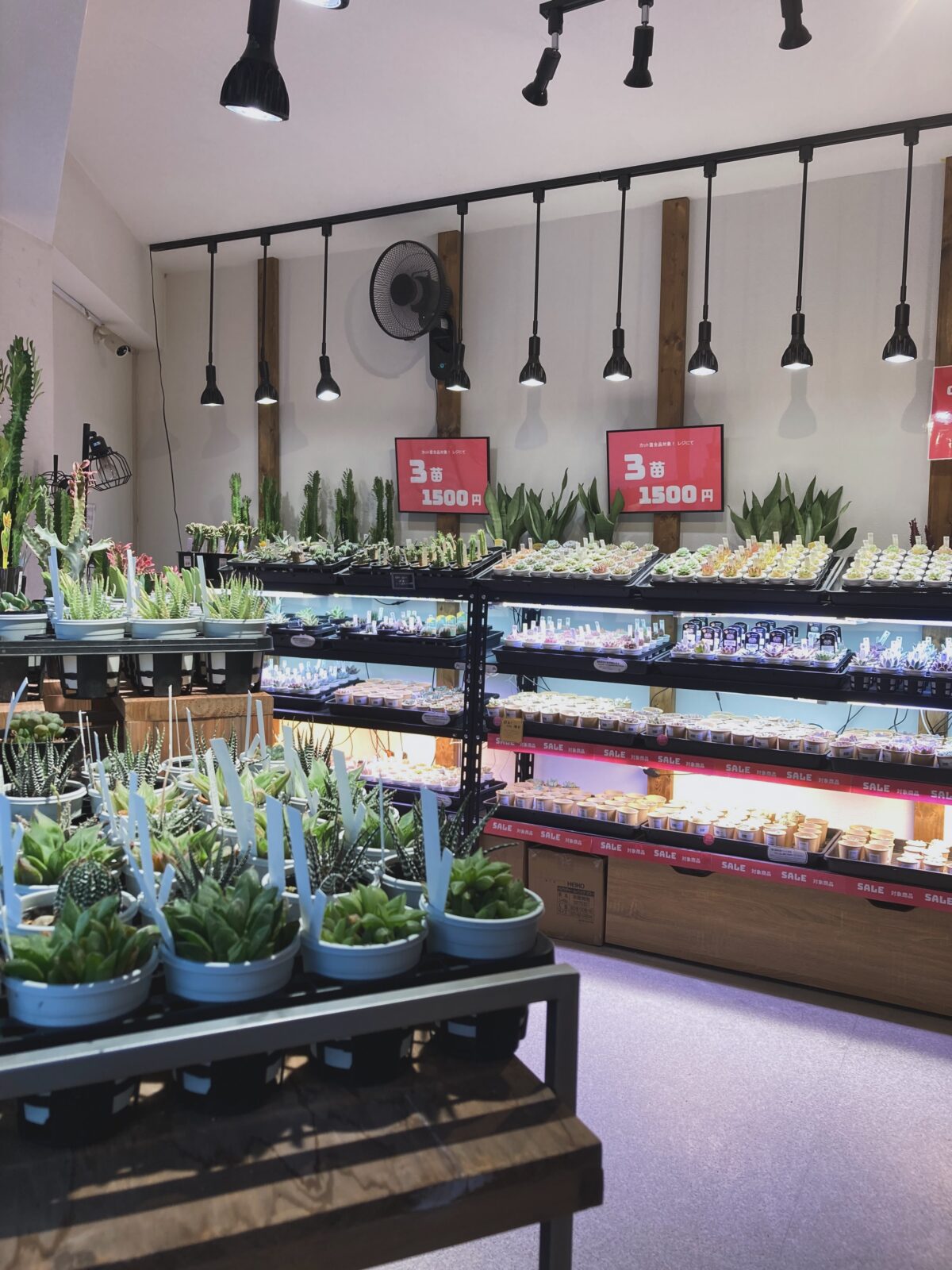東京でエケベリアがたくさん並ぶ無人販売店|多肉植物専門店リュミエール葛飾店_20260731