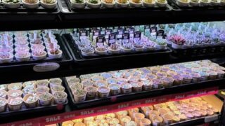 東京でエケベリアがたくさん並ぶ無人販売店|多肉植物専門店リュミエール葛飾店_20260801