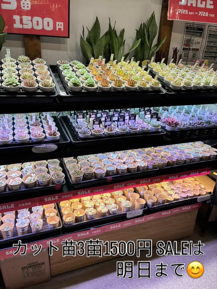 東京でエケベリアがたくさん並ぶ無人販売店|多肉植物専門店リュミエール葛飾店_20260801