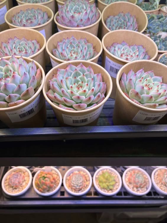 東京でエケベリアがたくさん並ぶ無人販売店|多肉植物専門店リュミエール葛飾店_20260802