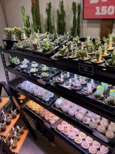 東京でエケベリアがたくさん並ぶ無人販売店|多肉植物専門店リュミエール葛飾店_20260803