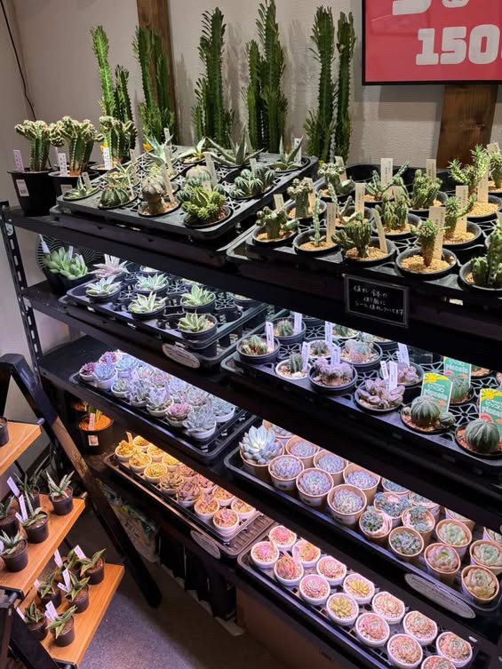 東京でエケベリアがたくさん並ぶ無人販売店|多肉植物専門店リュミエール葛飾店_20260803