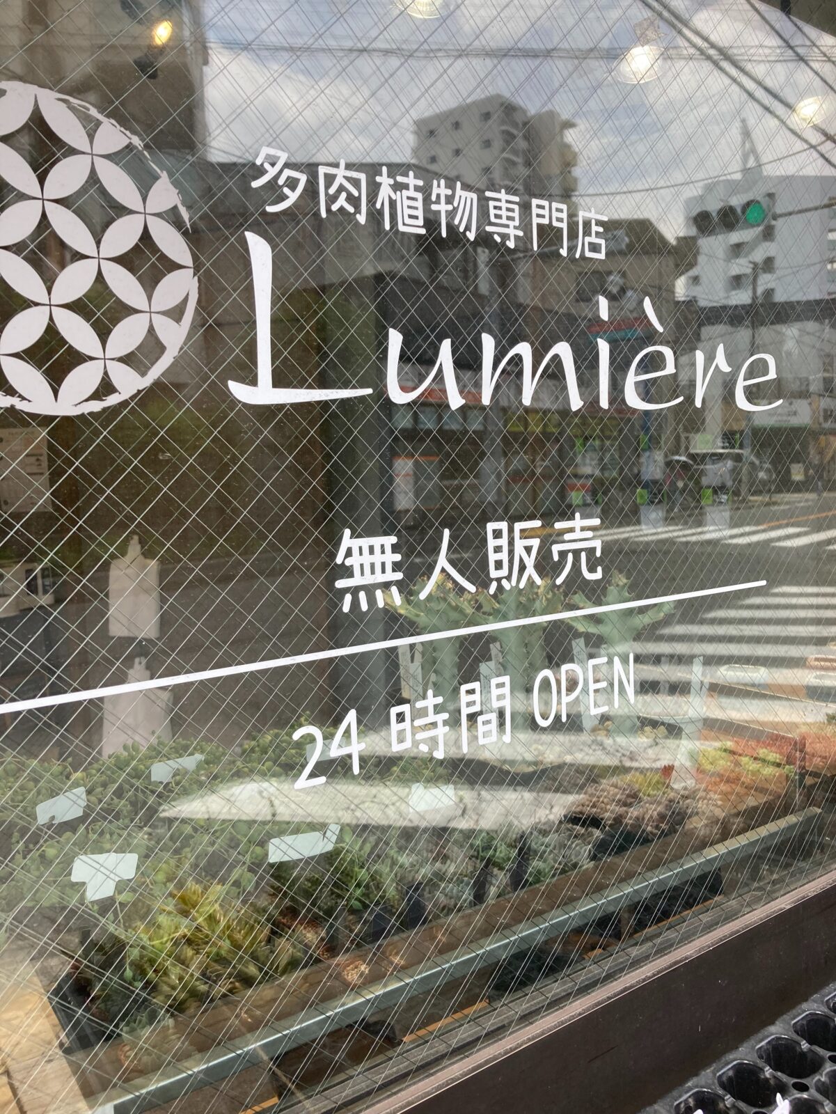 東京でエケベリアがたくさん並ぶ無人販売店|多肉植物専門店リュミエール葛飾店_20260803