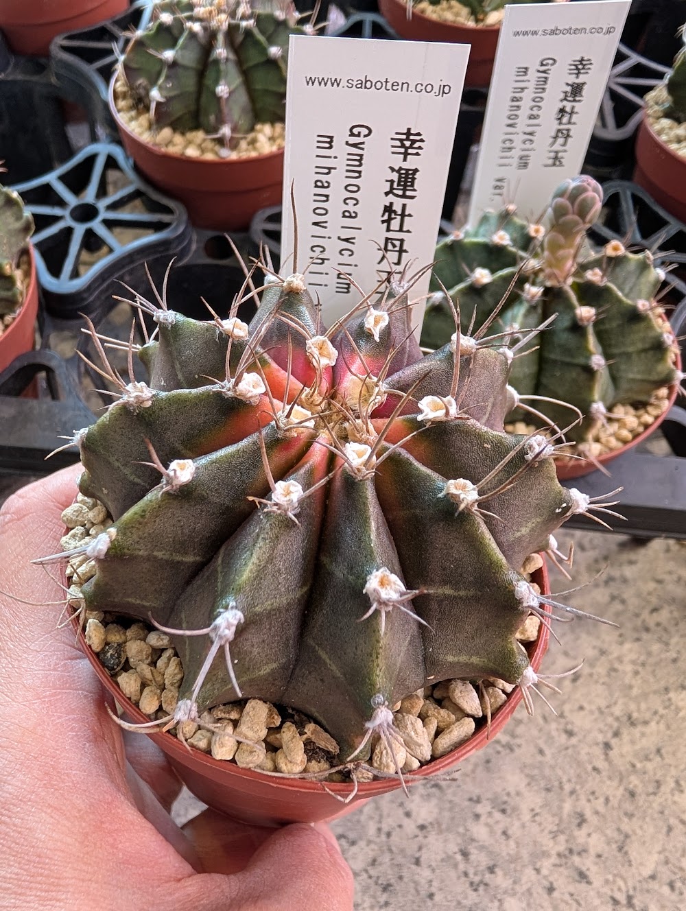 東京でエケベリアがたくさん並ぶ無人販売店|多肉植物専門店リュミエール葛飾店_20260805