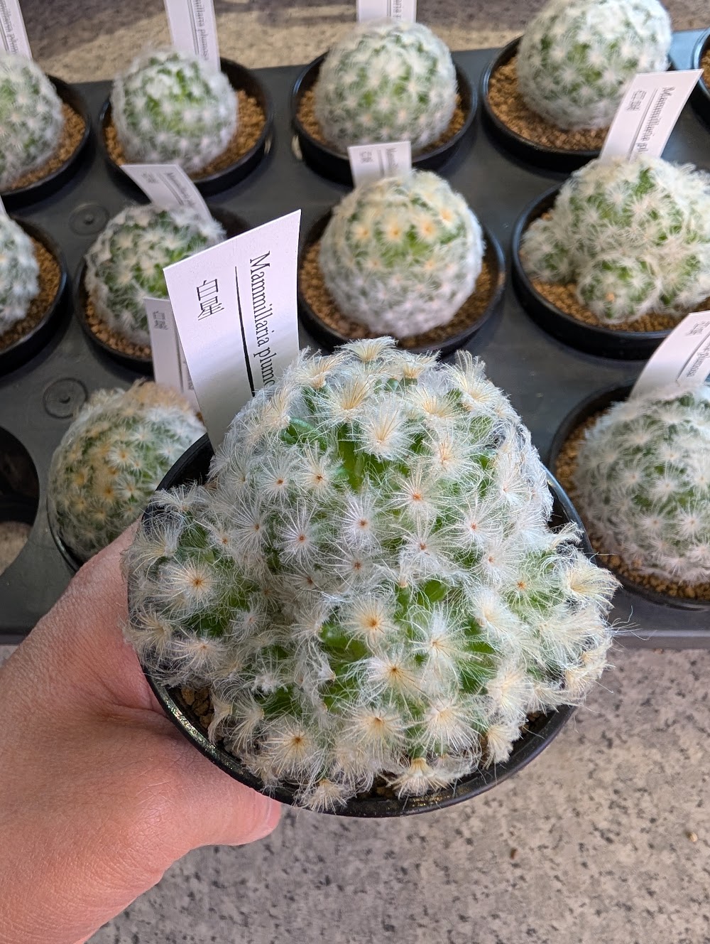 東京でエケベリアがたくさん並ぶ無人販売店|多肉植物専門店リュミエール葛飾店_20260805