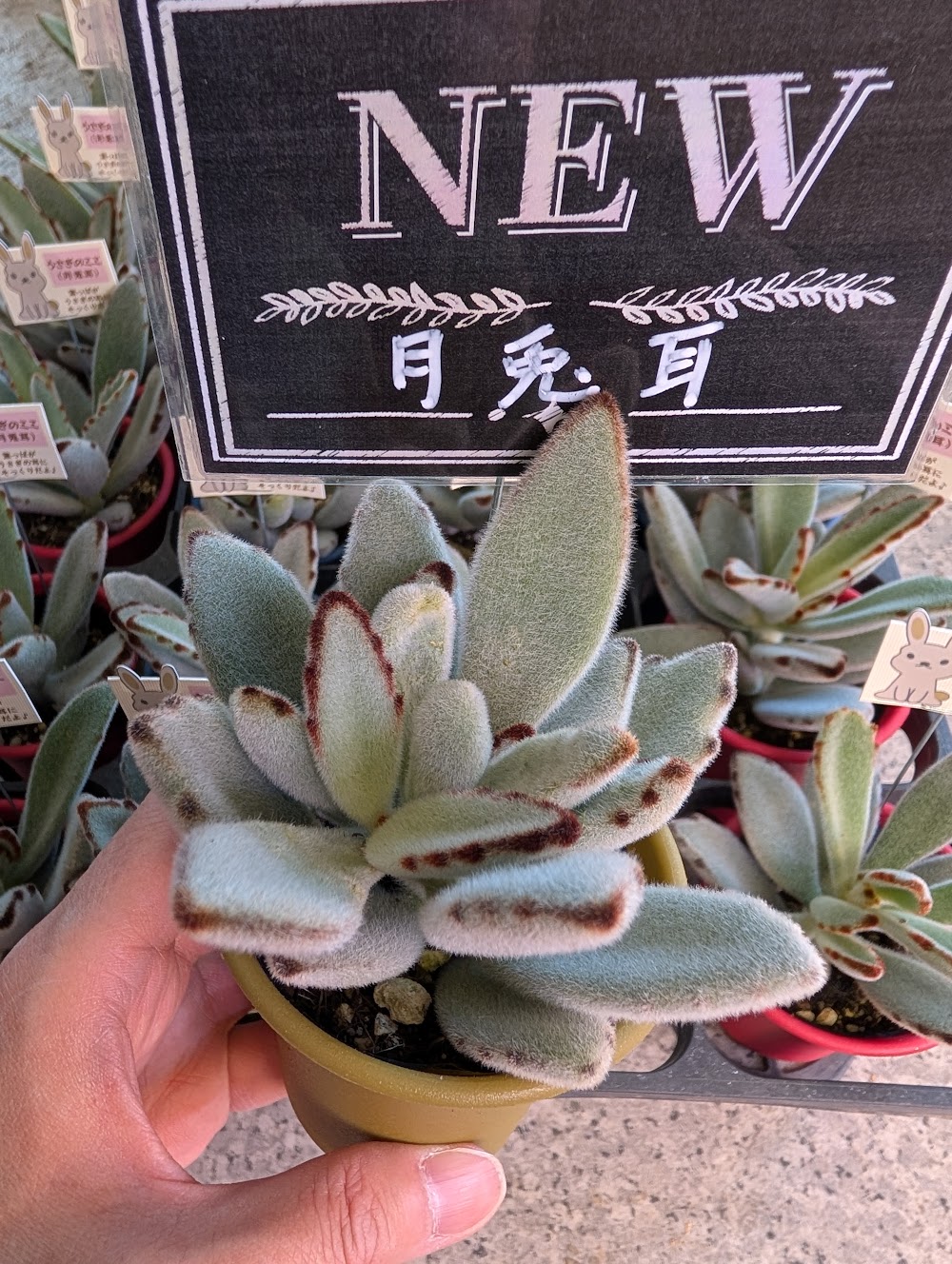 かわいいふわふわのカランコエ・月兎耳|多肉植物専門店リュミエール葛飾店_20260805