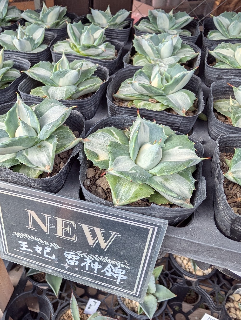 アガベ・王妃雷神錦|多肉植物専門店リュミエール葛飾店_20260805