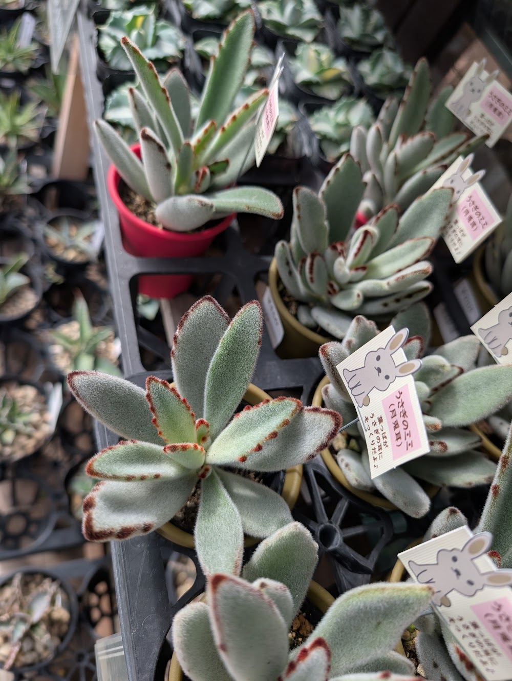 かわいいふわふわのカランコエ・月兎耳|多肉植物専門店リュミエール葛飾店_20260805