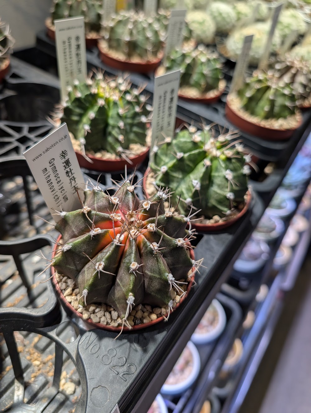 サボテン・ミハノビッチ（幸運牡丹玉／ギムノカリキウム）|多肉植物専門店リュミエール葛飾店_20260805